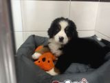 bernese mountain dog