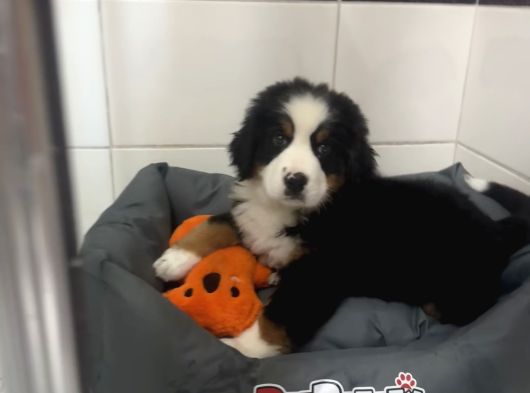 Bernese Mountain Dog