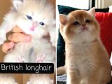 BRİTİSH LONGHAİR BLUE GOLDEN BRİTİSH SHORTHAİR NY12 GOLDEN