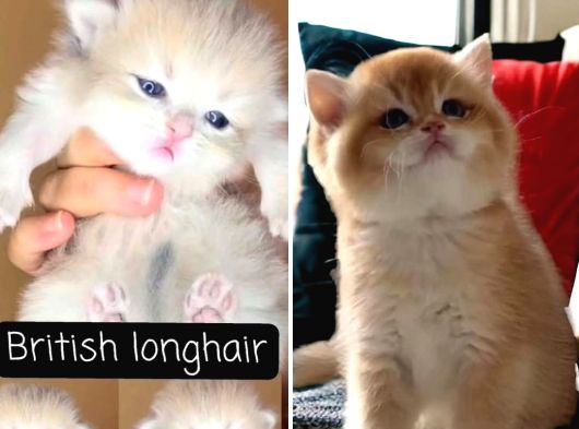 Bri̇ti̇sh Longhai̇r Blue Golden Bri̇ti̇sh Shorthai̇r Ny12 Golden