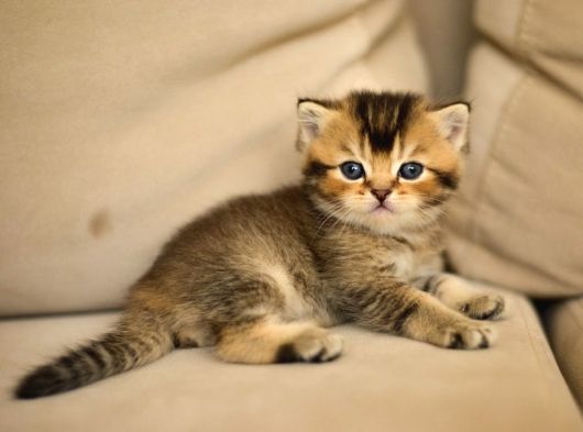 Nadi̇r Bulunan Safkan British Kedi̇ görsel