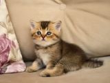 Nadi̇r Bulunan Safkan British Kedi̇