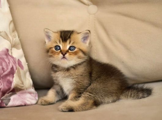 Nadi̇r Bulunan Safkan British Kedi̇ görsel