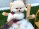 ukranya girişli pomeranian boo yavrularımız