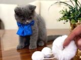 Yok Böyle Güzeli̇ Bri̇ti̇sh Shorthai̇r Yavru Kedi̇