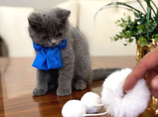 Yok Böyle Güzeli̇ Bri̇ti̇sh Shorthai̇r Yavru Kedi̇ görsel