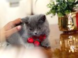 Yok Böyle Güzeli̇ Bri̇ti̇sh Shorthai̇r Yavru Kedi̇