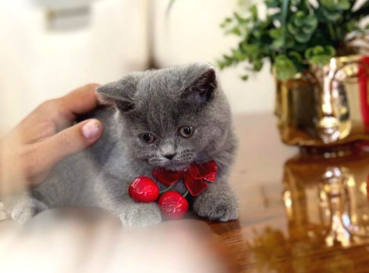 Yok Böyle Güzeli̇ Bri̇ti̇sh Shorthai̇r Yavru Kedi̇ görsel