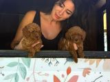 Minik Toy Poodle Bebeklerimiz Sizleri Bekliyor