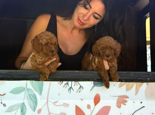 Minik Toy Poodle Bebeklerimiz Sizleri Bekliyor görsel