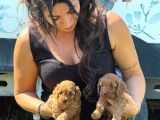 Minik Toy Poodle Bebeklerimiz Sizleri Bekliyor