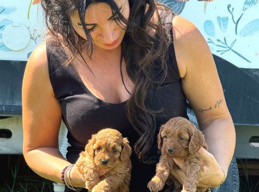 Minik Toy Poodle Bebeklerimiz Sizleri Bekliyor görsel