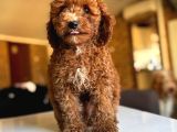 Anne Altindan Toy Poodle Yavrulari