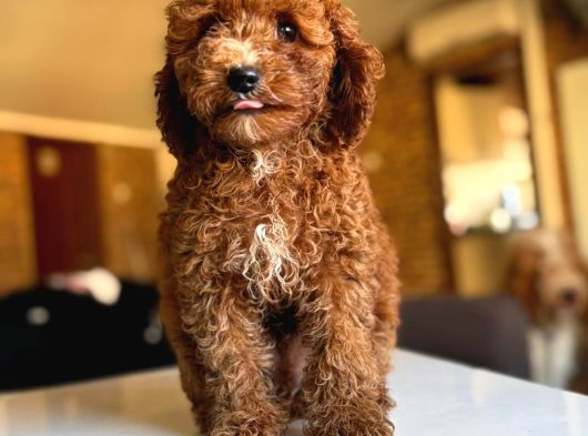 Anne Altindan Toy Poodle Yavrulari görsel