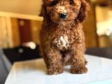 Anne Altindan Toy Poodle Yavrulari