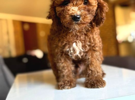Anne Altindan Toy Poodle Yavrulari görsel