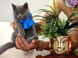 Yok Böyle Güzeli̇ Bri̇ti̇sh Shorthai̇r Yavru Kedi̇