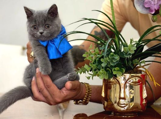 Yok Böyle Güzeli̇ Bri̇ti̇sh Shorthai̇r Yavru Kedi̇ görsel