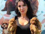 Minik Toy Poodle Bebeklerimiz Sizleri Bekliyor