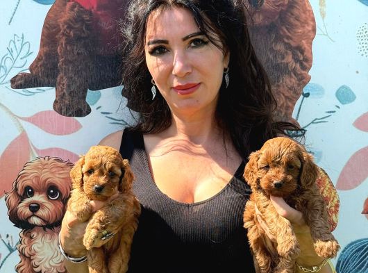 Minik Toy Poodle Bebeklerimiz Sizleri Bekliyor görsel