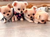 Irkının En İyisi Ödüllü Chihuahua Yavrular