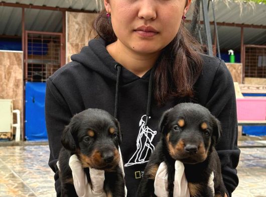 Doberman Yavurlamiz görsel