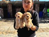 Maltipoo Yavurlamiz
