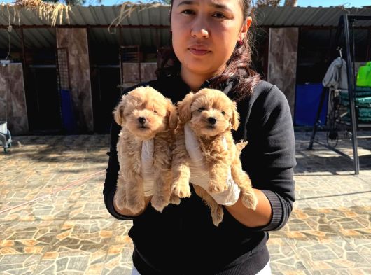 Maltipoo Yavurlamiz görsel