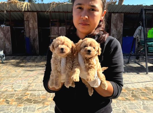Maltipoo Yavurlamiz görsel