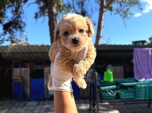 Maltipoo Yavurlamiz görsel