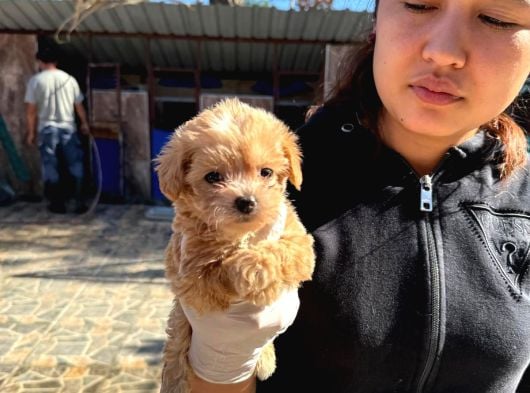 Maltipoo Yavurlamiz görsel