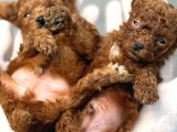 Kore Red Dark Poodl