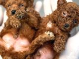 Kore Red Dark Poodl