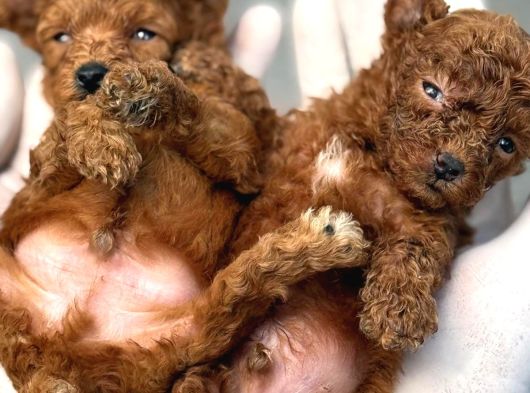 Kore Red Dark Poodl görsel