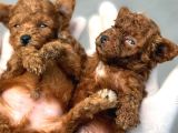 Kore Red Dark Poodl