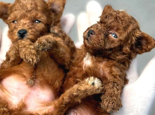 Kore Red Dark Poodl görsel