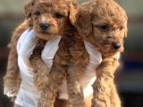 Toy Poodl Yavurlamiz
