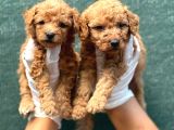 Toy Poodl yavurlamiz