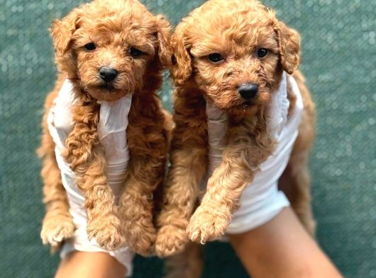 Toy Poodl Yavurlamiz