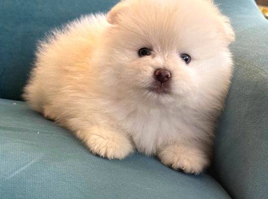 Pomeran Boo görsel