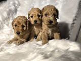 Tuvalet eğitimli toy poodle bebekler