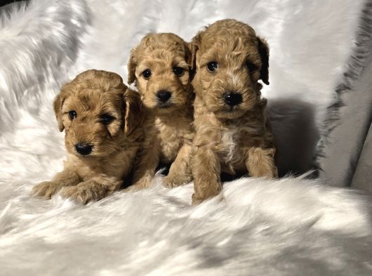 Tuvalet Eğitimli Toy Poodle Bebekler