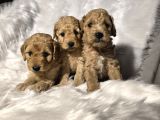 Tuvalet Eğitimli Toy Poodle Bebekler