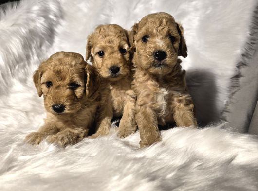 Tuvalet Eğitimli Toy Poodle Bebekler görsel