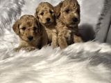 Tuvalet Eğitimli Toy Poodle Bebekler