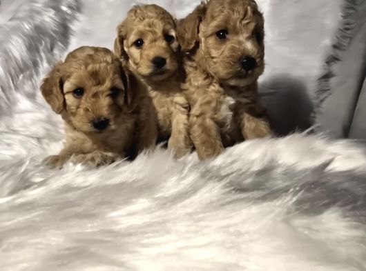 Tuvalet Eğitimli Toy Poodle Bebekler görsel