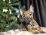 Eğitimli malinois yavrular