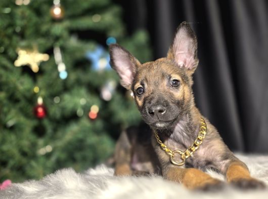 Eğitimli Malinois Yavrular