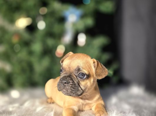 Fawn French Buldog Bebekler görsel