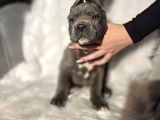 Mükemmel Kan Hattı Cane Corso Yavrular